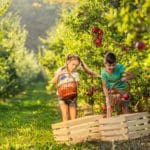 A young girl and her mom pick apples in an orchard near NYC.