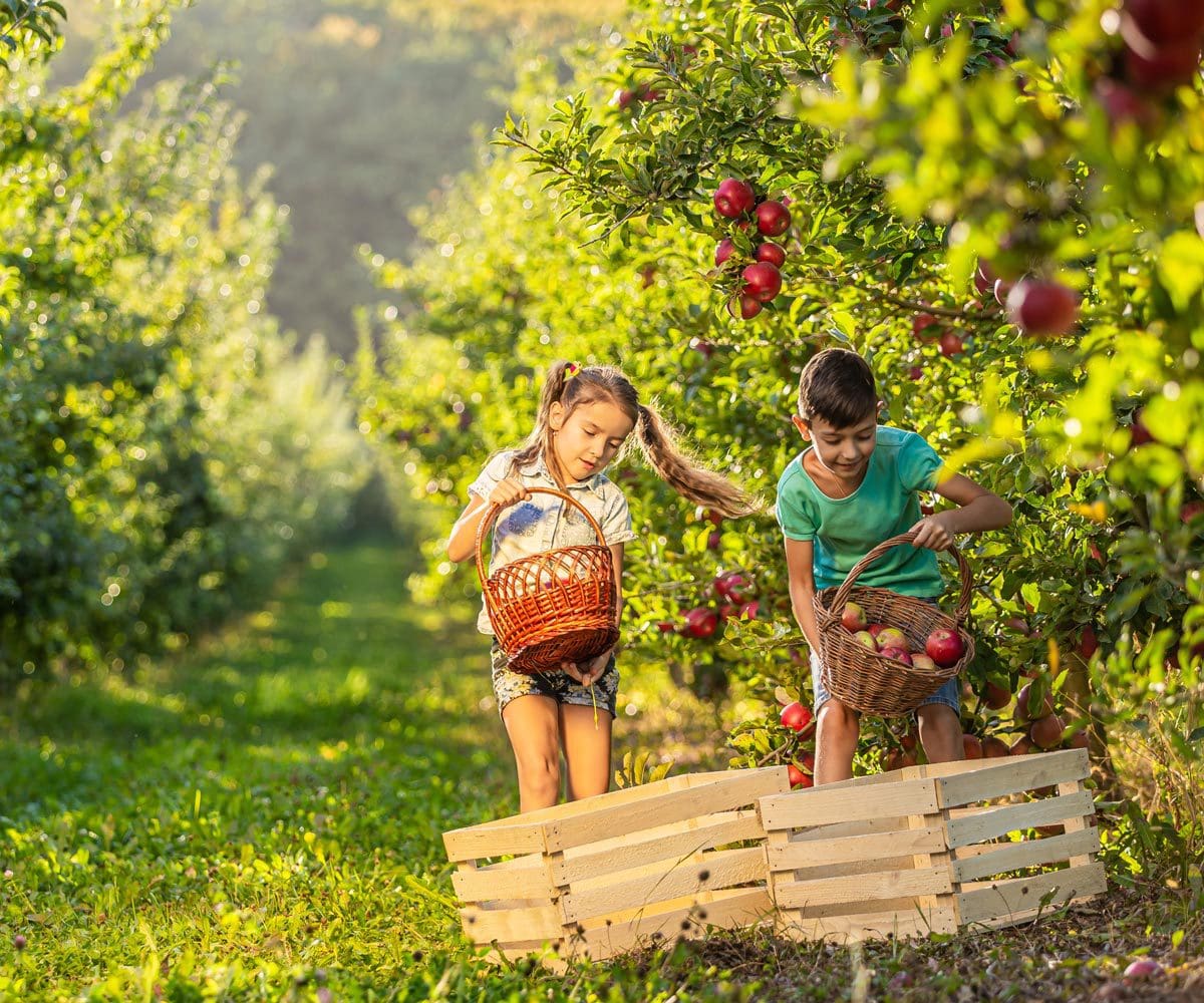 A young girl and her mom pick apples in an orchard near NYC.