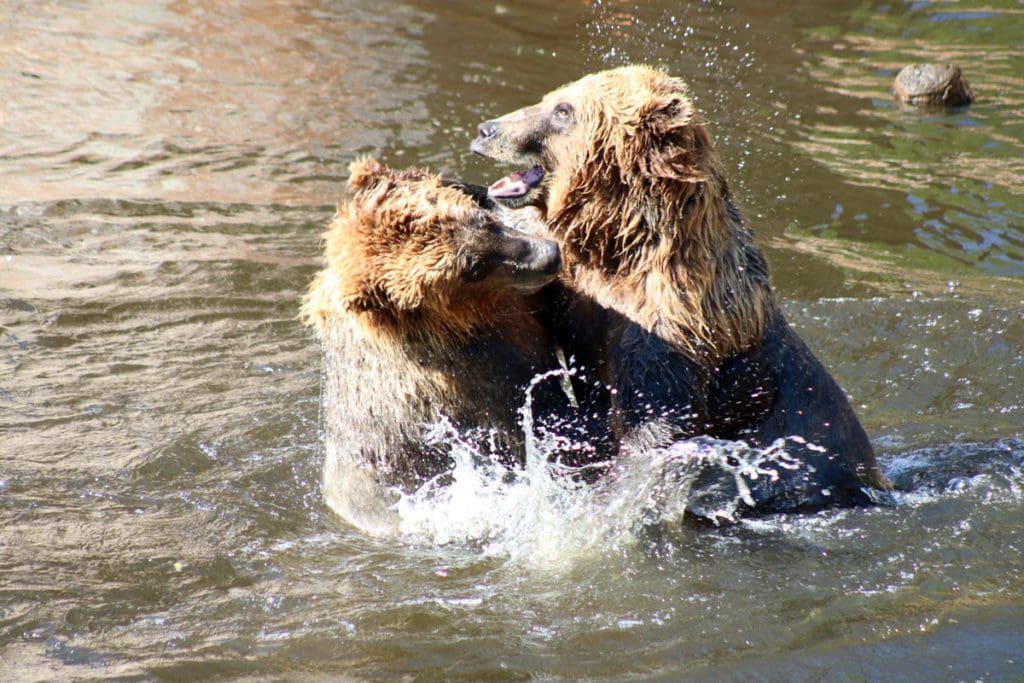 Two grizzly bears play in the water, off-shore from Alaska.