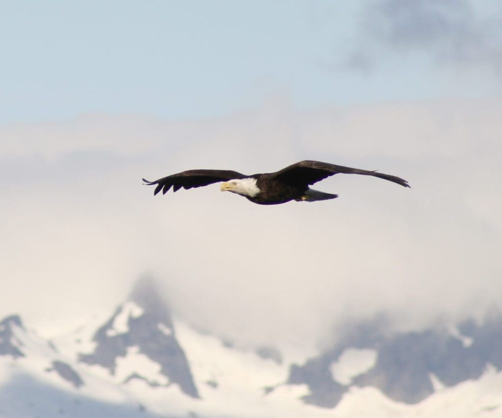 An eagle sores through the sky in Alaska.
