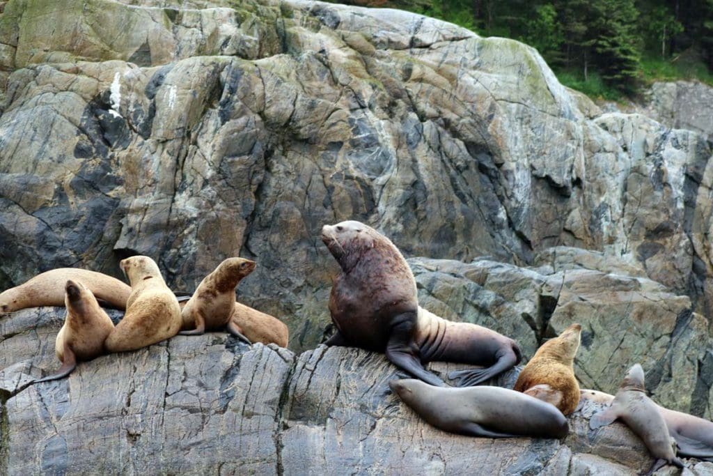 Harbor seals sitting on a rock in Alaska.
