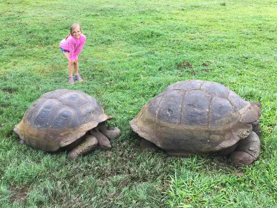 A young girl stands behind two tortoises on the Galapagos Islands. 