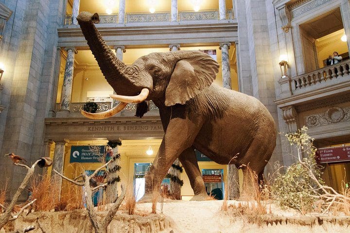 The elephant in the entrance to the Natural History Museum, as seen on the Smithsonian Museum of Natural History - Private Guided Museum Tour.