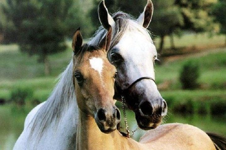 Two horses nuzzle eachother near Lucca with a Tripadvisor tour.