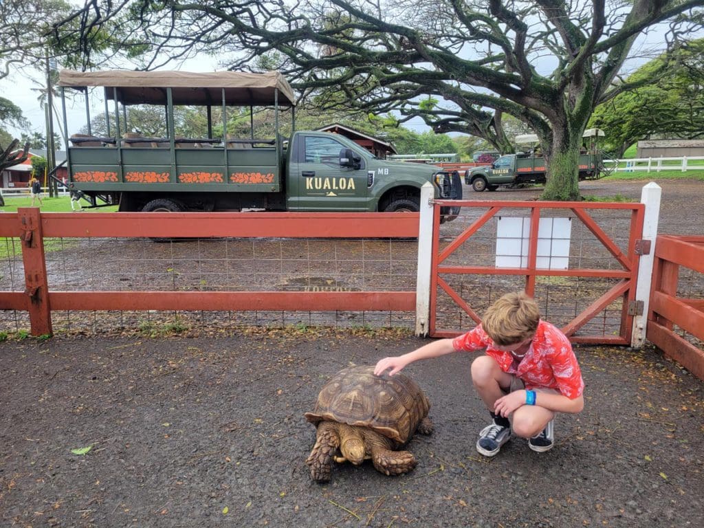 A young boy pats a tortoise, while visiting Kualoa Ranch & Private Nature Reserve with his family.