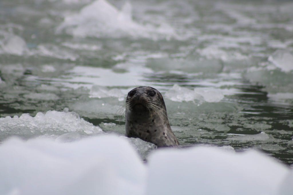 A seal pokes its head through the icy waters.