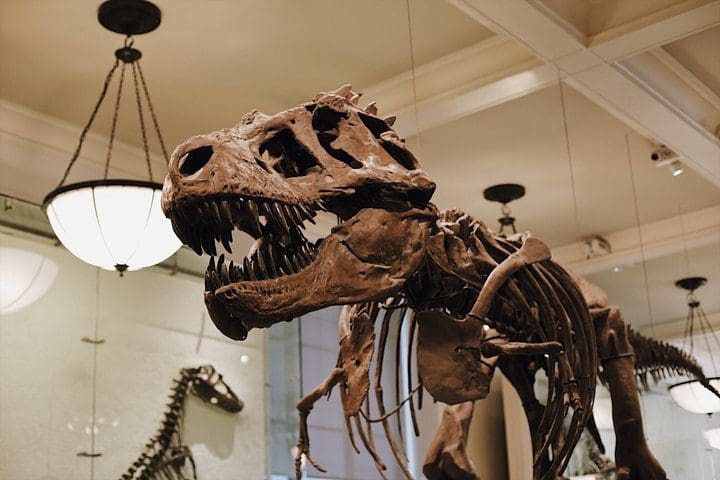 A large dinosaur skeleton, as seen on the Museum of Natural History - Exclusive Guided Tour.