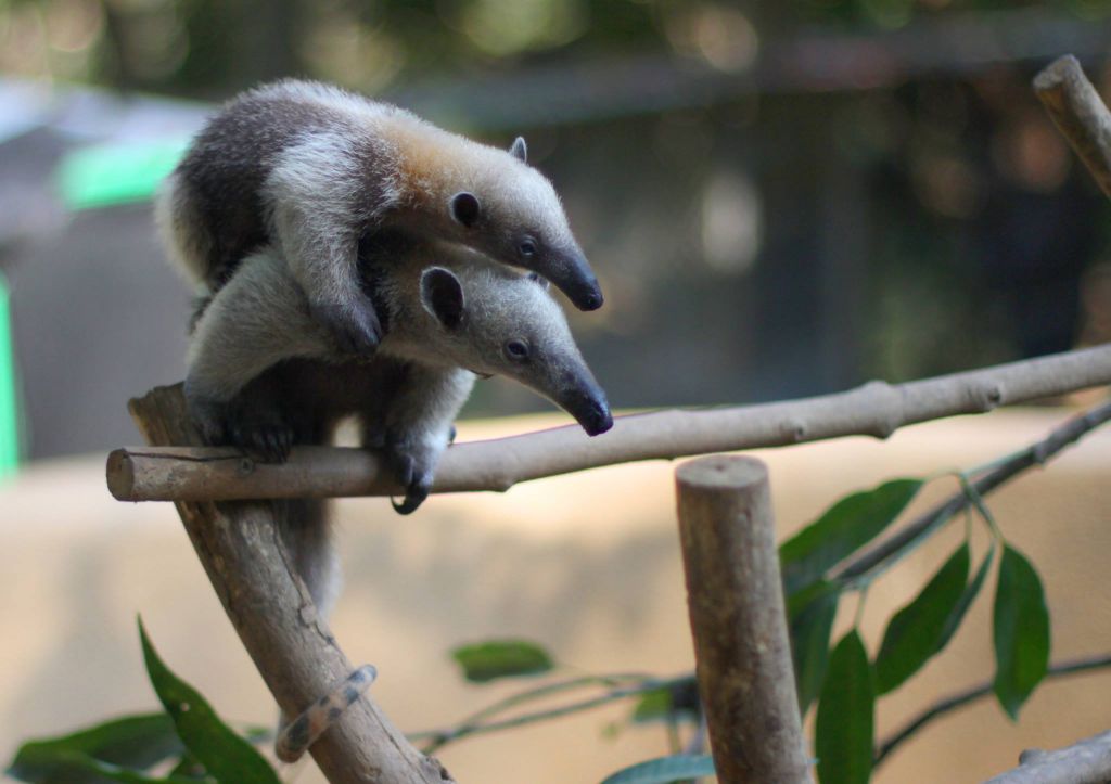 Two baby anteaters at the Alturas Wildlife Sanctuary in Costa Rica