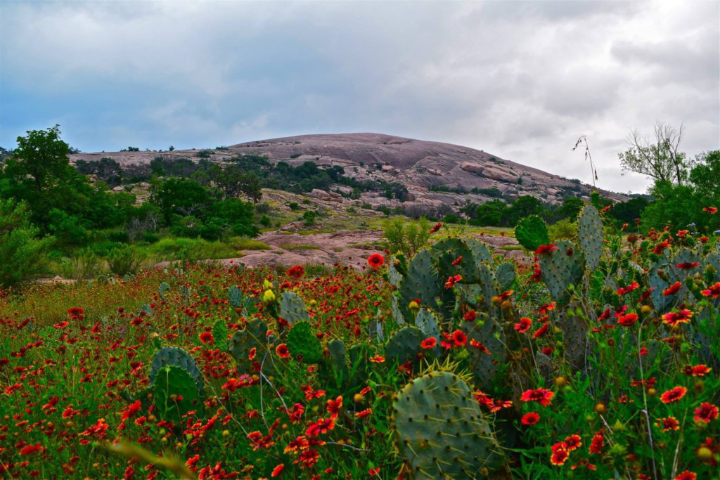 A view of the wildflowers blooming in Enchanted Rock State Natural Area, one of the best places to visit in Texas with kids.