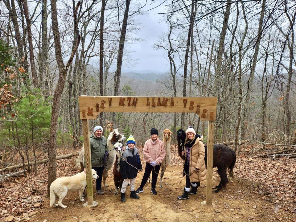 A group hiking with alpacas in Great Smoky Mountains National Park.
