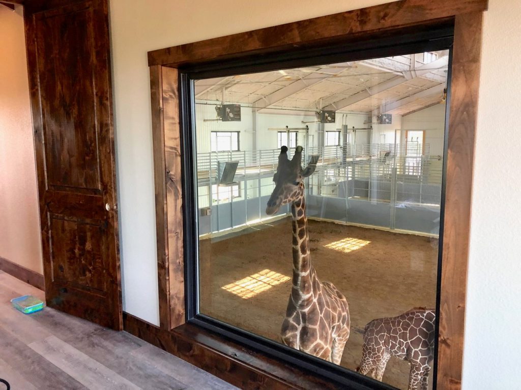A giraffe at Long Neck Manor, one of the best places to visit in Texas with kids. 