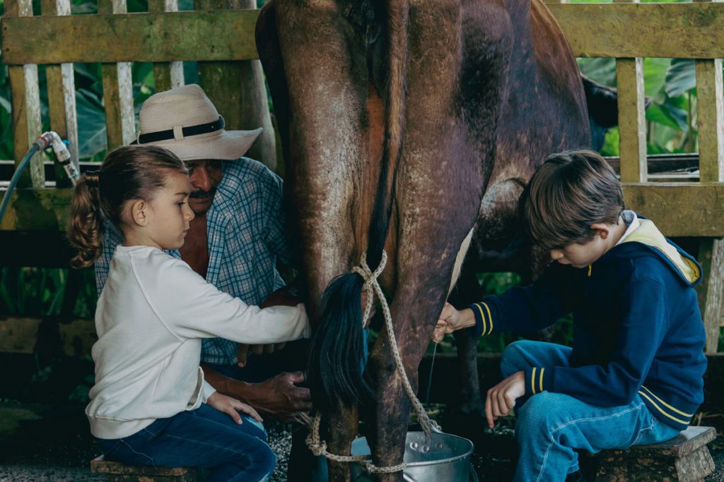 Two kids milking a brown cow at La Carolina Lodge in Costa Rica.